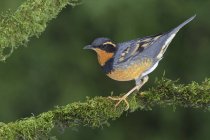 Varied thrush bird perched on branch in woodland — Stock Photo