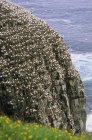 Nesting colony of northern gannets on rocks in Cape Mary, Newfoundland, Canada. — Stock Photo