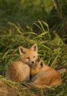 Rojo zorro kits durmiendo en verde pradera hierba . - foto de stock