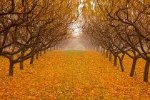 Декорації грушевий сад восени, Оканаган долині, Британська Колумбія, Канада. — стокове фото