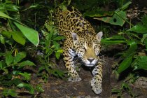 Jaguar walking stealthy in tropical rain forest, Belize, Central America — Stock Photo