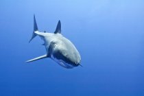 Grande squalo bianco che nuota nell'acqua blu del mare . — Foto stock