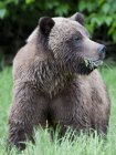 Grizzly orso mangiare erba verde nel prato, primo piano . — Foto stock