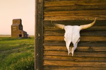 Закри корова черепом на старий будинок з ліфтом зерна в привид місто Bents, Саскачеван, Канада — стокове фото