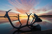 Cornamentas caribeñas en el paisaje del amanecer de otoño, Barrenlands, Territorios centrales del Noroeste, Arctic Canada - foto de stock