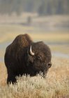 Bison des prairies pâturant dans la prairie du parc national Yellowstone, Montana, États-Unis — Photo de stock