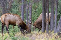 Les élans taureaux luttent pour la domination pendant la saison des amours dans la forêt de l'Alberta, Canada . — Photo de stock