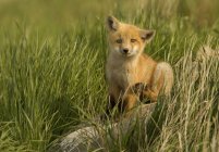 Red fox kit scratching in green meadow grass. — Stock Photo