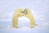 Male polar bears play-fighting in white snow. — Stock Photo