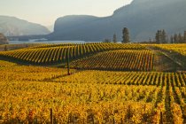 Осенние виноградники в Оканаган Фолс, Оканаган Вэлли, Британская Колумбия, Канада
. — стоковое фото