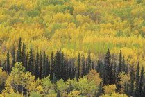 Bosque en follaje otoñal a lo largo de la carretera en el Territorio del Yukón, Canadá . - foto de stock