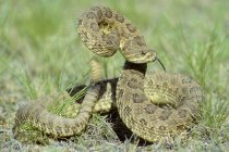 Prairie rattlesnake in defensive strike posture in prairie of Alberta, Canada — Stock Photo
