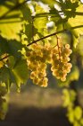 Viognier uvas que crecen en la granja de viñedos a la luz del sol, primer plano
. - foto de stock