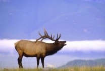 Elk bugling em pastagens de Alberta, Canadá . — Fotografia de Stock