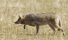 Coyote hunting in meadow of Waterton Lakes National Park, southwest Alberta, Canada. — Stock Photo