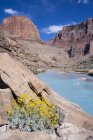 Flowering brittlebush on rocky shore of Little Colorado River, Grand Canyon, Arizona, USA — Stock Photo