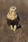 Rough-legged hawk perched on dry bush — Stock Photo