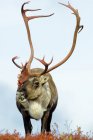 Karibus-Bulle weidet auf herbstlicher Wiese in kargem Land, arktisches Kanada — Stockfoto