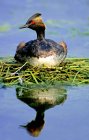 Nesting eared grebe reflecting in lake water — Stock Photo