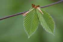 Primo piano delle giovani foglie di faggio sul ramo — Foto stock