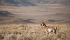 Pronghorn pastoreando no prado em Wyoming, EUA — Fotografia de Stock