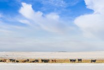 Cattle grazing on pasture in winter landscape of Alberta, Canada — Stock Photo