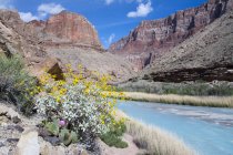Blühender spröder Busch am felsigen Ufer des kleinen Colorado-Flusses, Grand Canyon, Arizona, USA — Stockfoto