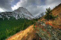 Forest and Mount Lineham of Waterton Lakes National Park, Alberta, Canadá — Fotografia de Stock