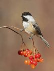 Black-capped chickadee perched on branch with red berries — Stock Photo