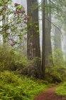 Redwoods and rhododendrons along Damnation Creek Trail in Del Norte Coast Redwoods State Park, California, Estados Unidos - foto de stock