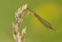 Western forktail dragonfly perched on plant in meadow, close-up. — Stock Photo