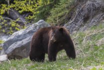Orso nero con pelliccia brunastra nel parco provinciale di Manning, Columbia Britannica, Canada . — Foto stock