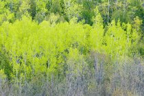 Álamos, bétulas e árvores de bordo na floresta de primavera perto de Hope Bay, Ontário, Canadá — Fotografia de Stock