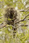 Porcupine sitting on tree branches, close-up — Stock Photo