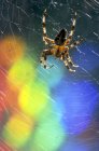 Cross spider in spiderweb with bokeh rainbow lights — Stock Photo