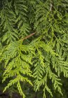 Western red cedar leaves, close-up — Stock Photo