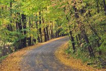 Сірка Springs Road в осінній ліс, Pelham, Онтаріо, Канада — стокове фото