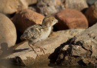 Gambels quail chick de pie sobre rocas áridas - foto de stock