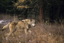 Lobo na grama seca em florestas de Alberta, Canadá . — Fotografia de Stock