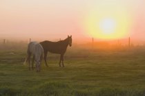 Pferde weiden im Nebel bei Sonnenaufgang, Rollyview, alberta, canada — Stockfoto