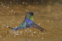 Violeta coronada woodnymph colibrí bañándose en la corriente de bosque tropical, primer plano . - foto de stock