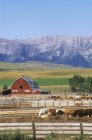 Montagne Rocciose ranch pedemontano con bestiame in Alberta, Canada . — Foto stock