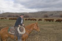 Cowboy reitet Pferd und schaut in die Kamera mit einer Herde Kühe auf einer Ranch in der Nähe von Merritt, British Columbia, Kanada — Stockfoto