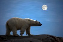 Vista lateral do urso polar sob lua cheia no Arquipélago de Svalbard, Ártico norueguês — Fotografia de Stock