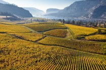 Осенние виноградники в Оканаган Фолс, Оканаган Вэлли, Британская Колумбия, Канада
. — стоковое фото