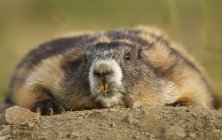 Marmotta olimpica sdraiata a terra a Washington, USA — Foto stock