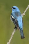 Lazuli bunting bird perched on branch in woodland — Stock Photo
