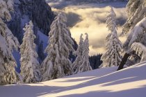 Árvores cobertas de neve em Mount Seymour Provincial Park, British Columbia, Canadá — Fotografia de Stock
