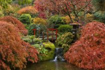 Follaje y arroyo otoñal en Japanese Garden, Butchart Gardens, Brentwood Bay, Columbia Británica, Canadá - foto de stock