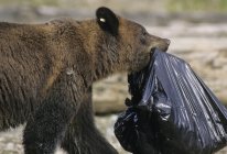 Grizzlybär trägt Müllsack, während er von Müllkippe, Alaska, Vereinigte Staaten von Amerika gräbt. — Stockfoto